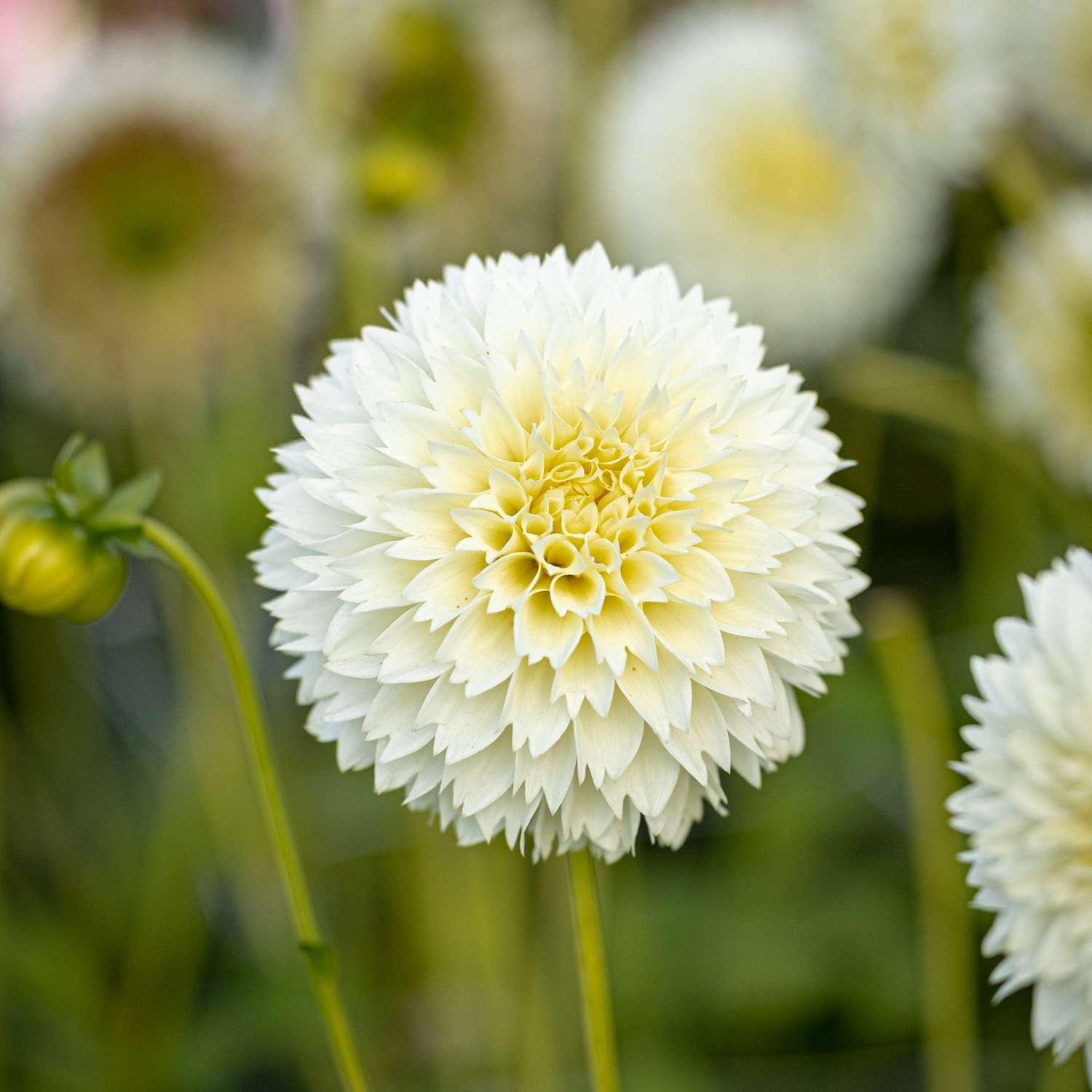 Dahlia 'Myama Fubuki'